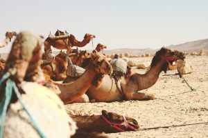 Morocco Sahara Desert Trips